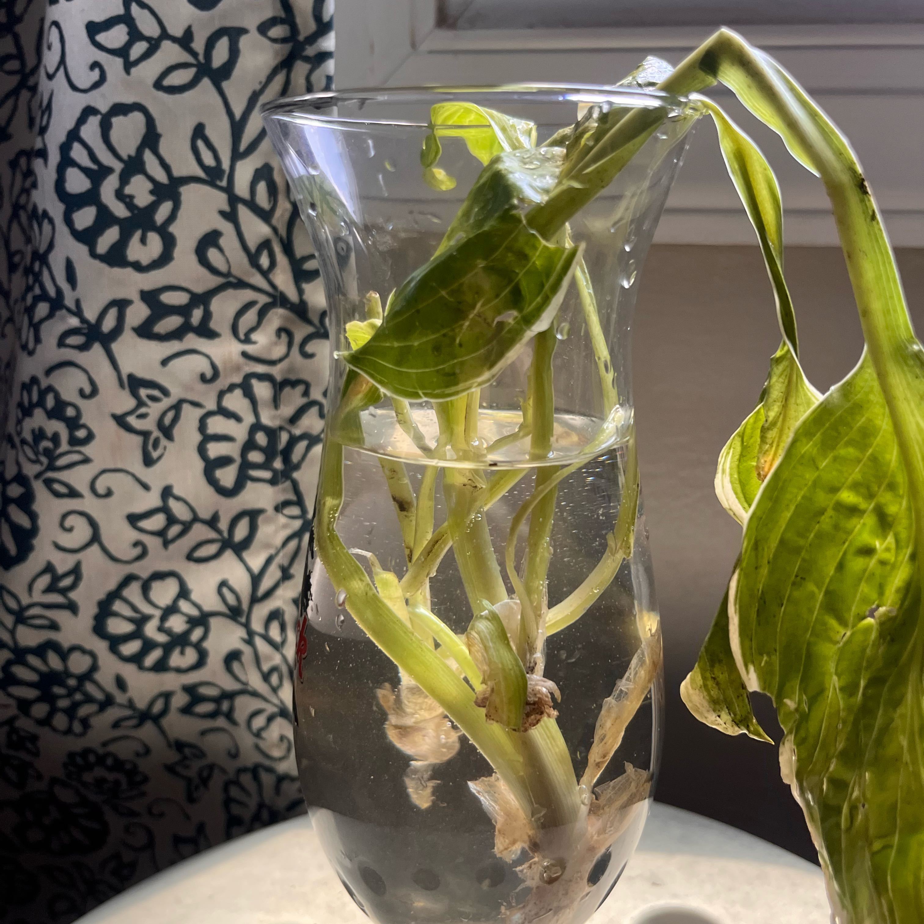 Photo of the plant species Hosta 'Patriot' by @PetiteRedwood83 named Gaga on Greg, the plant care app