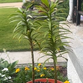 Photo of the plant species Easter Lily by @PetiteRedwood83 named Huckleberry Fern on Greg, the plant care app