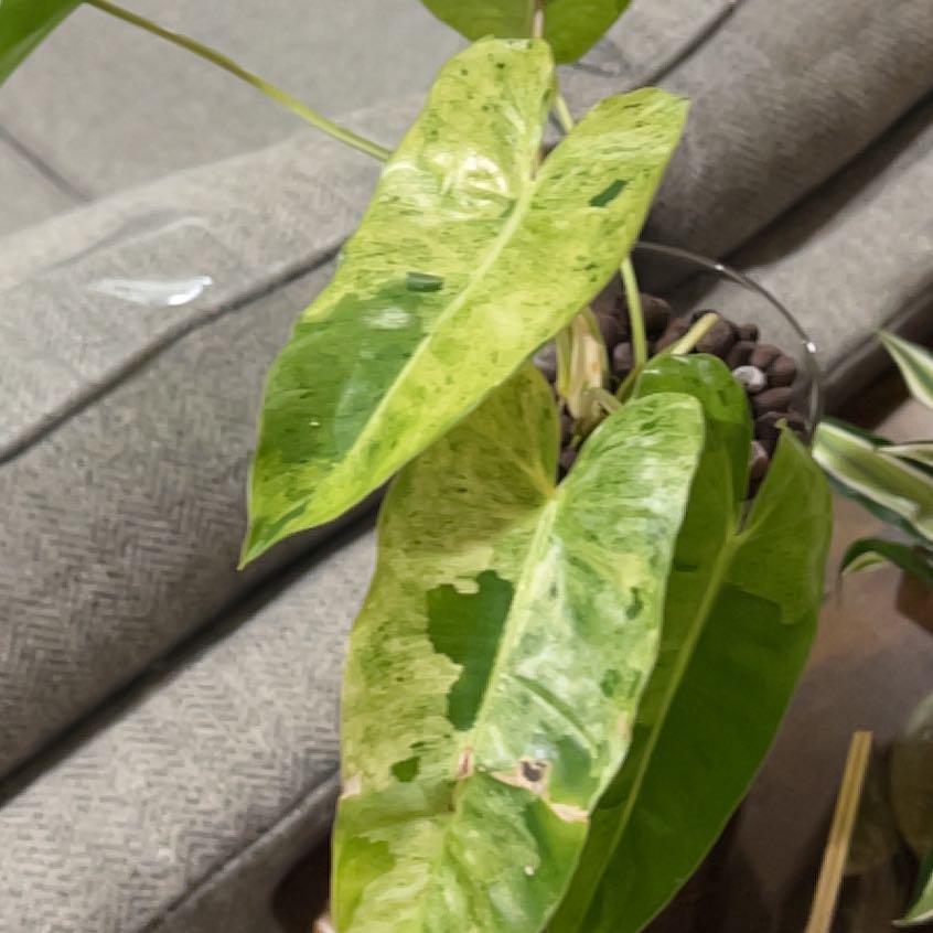Plant care for Varigated Peace Lilly on Greg, the plant care app