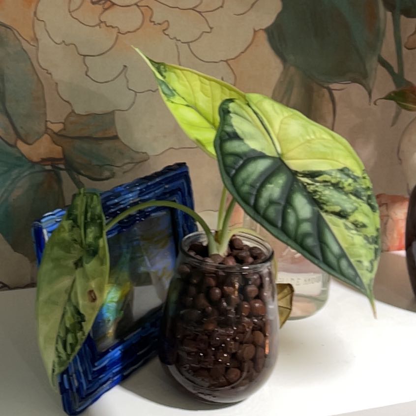 Plant care for Varigated Peace Lilly on Greg, the plant care app
