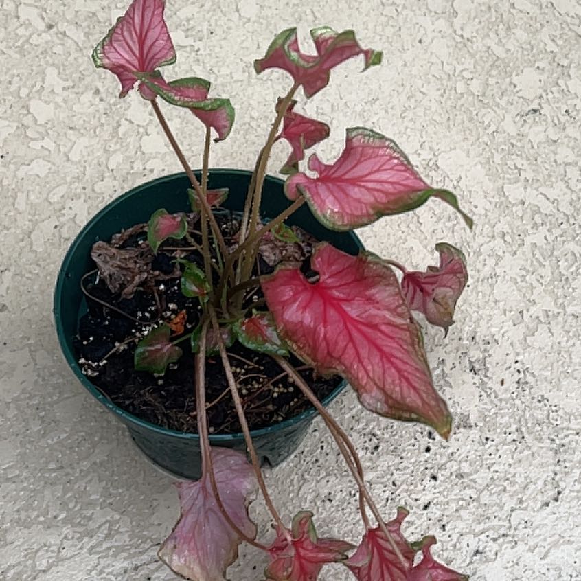 Photo of the plant species Kaladium™ 'Fairytale Princess™' by @Mellisadianne named Fernie Mercury on Greg, the plant care app