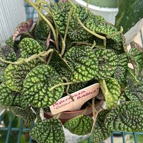 Photo of the plant species Low Peperomia by @Mellisadianne named Athena on Greg, the plant care app
