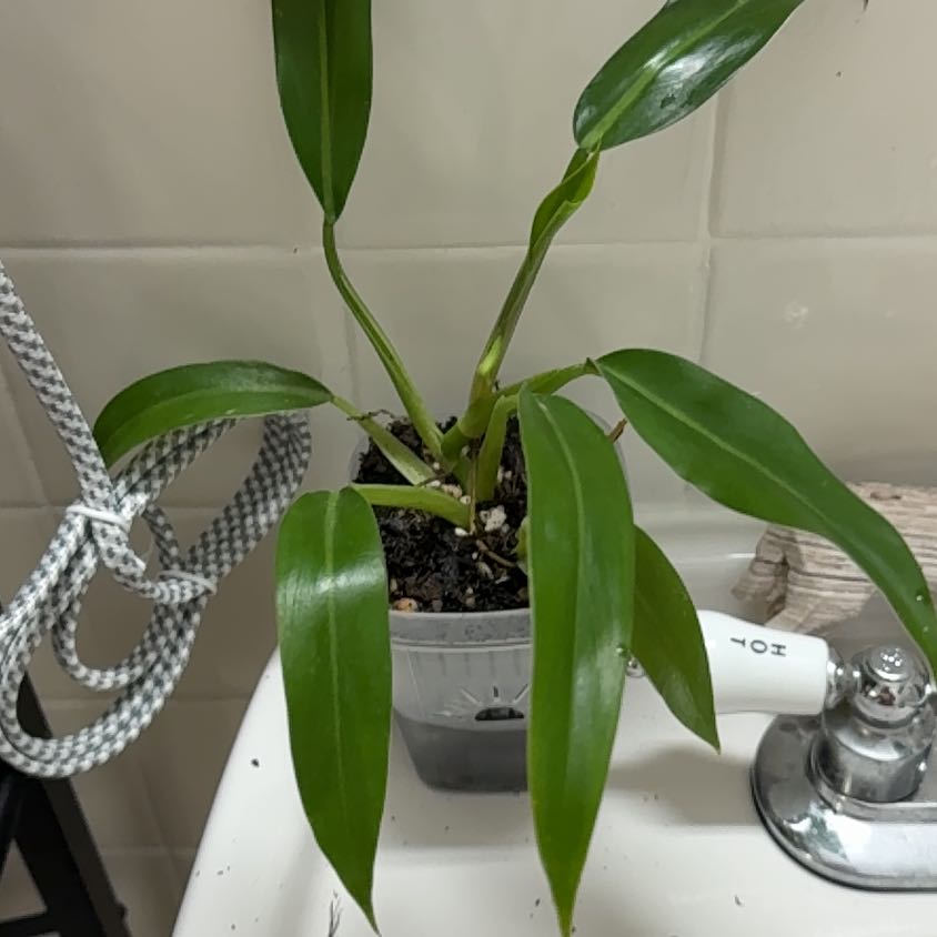 Photo of the plant species Philodendron Ruizii by @Mellisadianne named Apollo on Greg, the plant care app