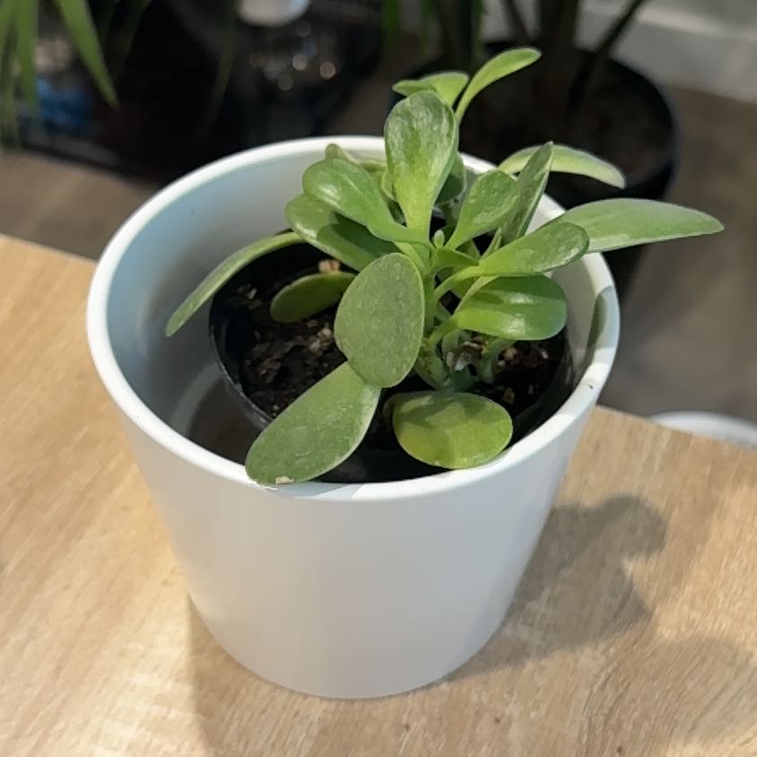 Photo of the plant species Variegated Trailing Jade by @ElderBanyanfig named McDonald on Greg, the plant care app