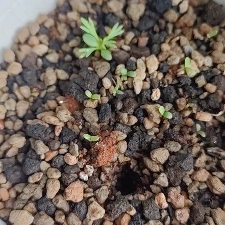 Photo of the plant species Harmal Peganum by @InformedMugwort named Girlfrond on Greg, the plant care app