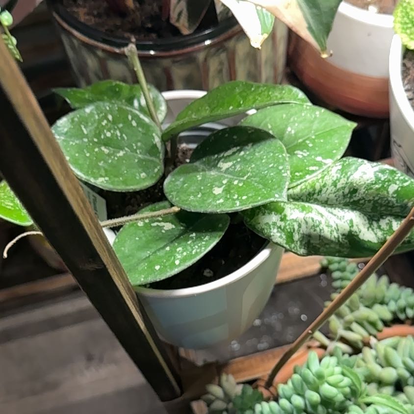 Photo of the plant species Hoya 'Freckles' by @SolidMelon97 named Mando on Greg, the plant care app