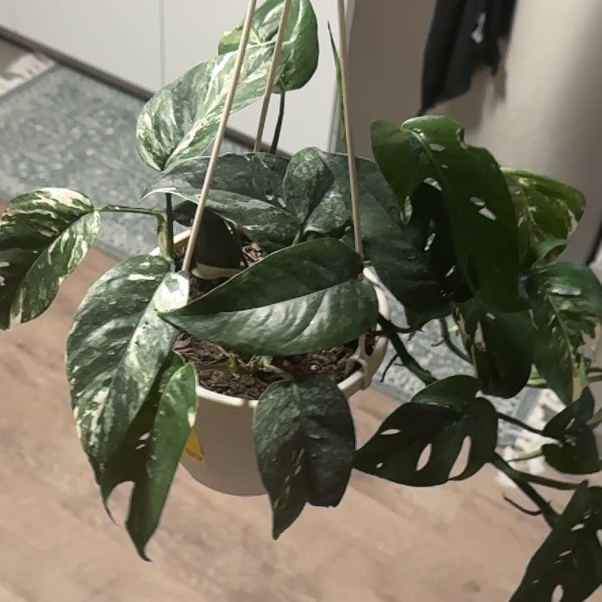 Photo of the plant species Pothos 'Albo' by @SolidMelon97 named Muhammad Ali on Greg, the plant care app