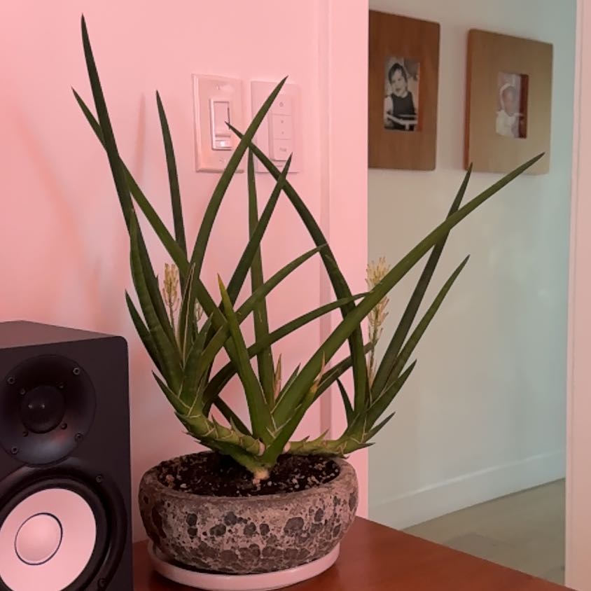 Photo of the plant species cylindrical snake plant by @PetApple56 named Luna on Greg, the plant care app