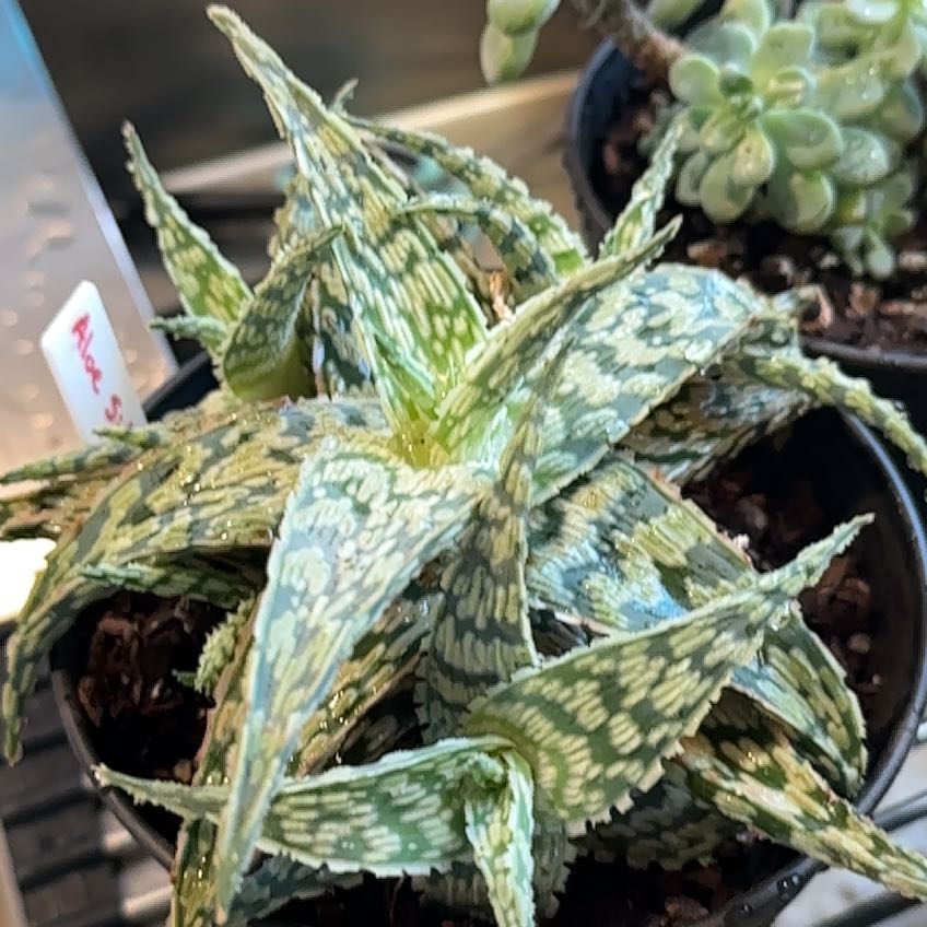Photo of the plant species Aloe 'Sidewinder' by @AdeptPaperwhite named Terra on Greg, the plant care app
