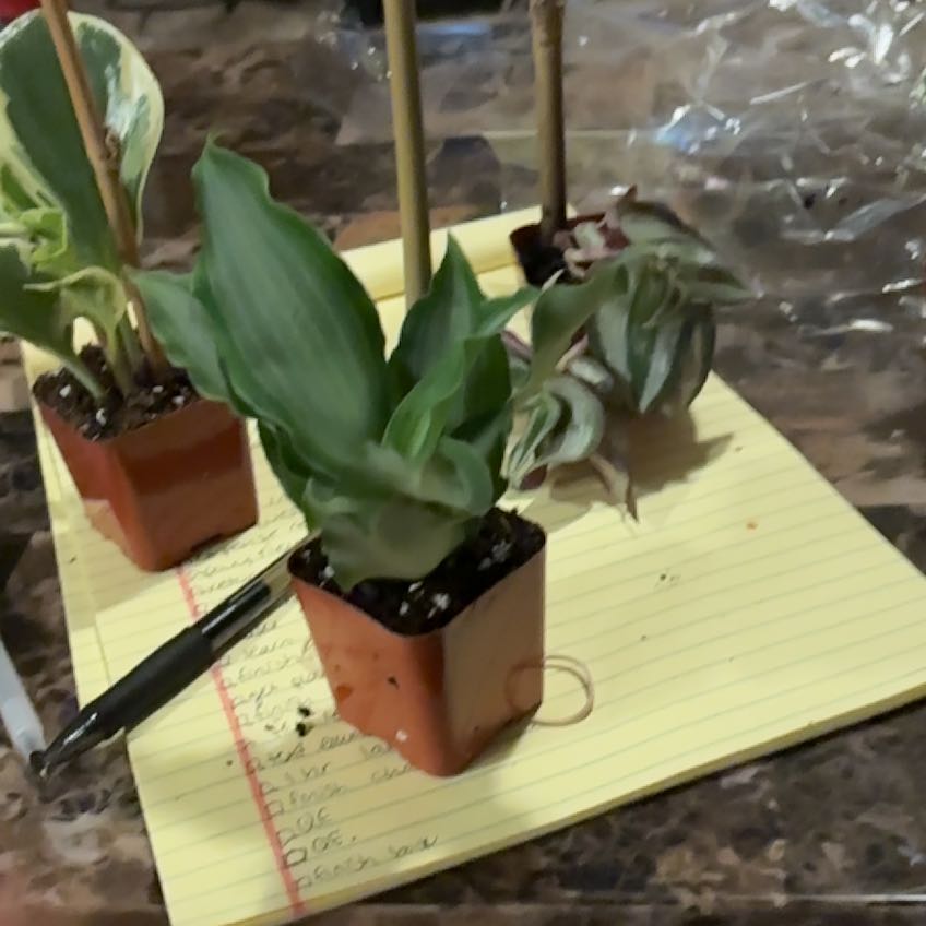 Photo of the plant species Bright Star Murdannia by @ProperLuckynut named Taylor Swift on Greg, the plant care app
