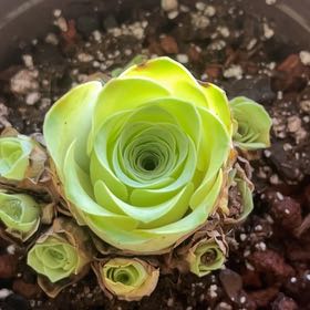 Photo of the plant species Mountain Rose by @ArrestingPandan named Rose on Greg, the plant care app