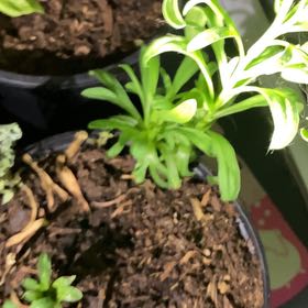 Photo of the plant species Russian Tarragon by @GutsyMostii31 named Kendall on Greg, the plant care app