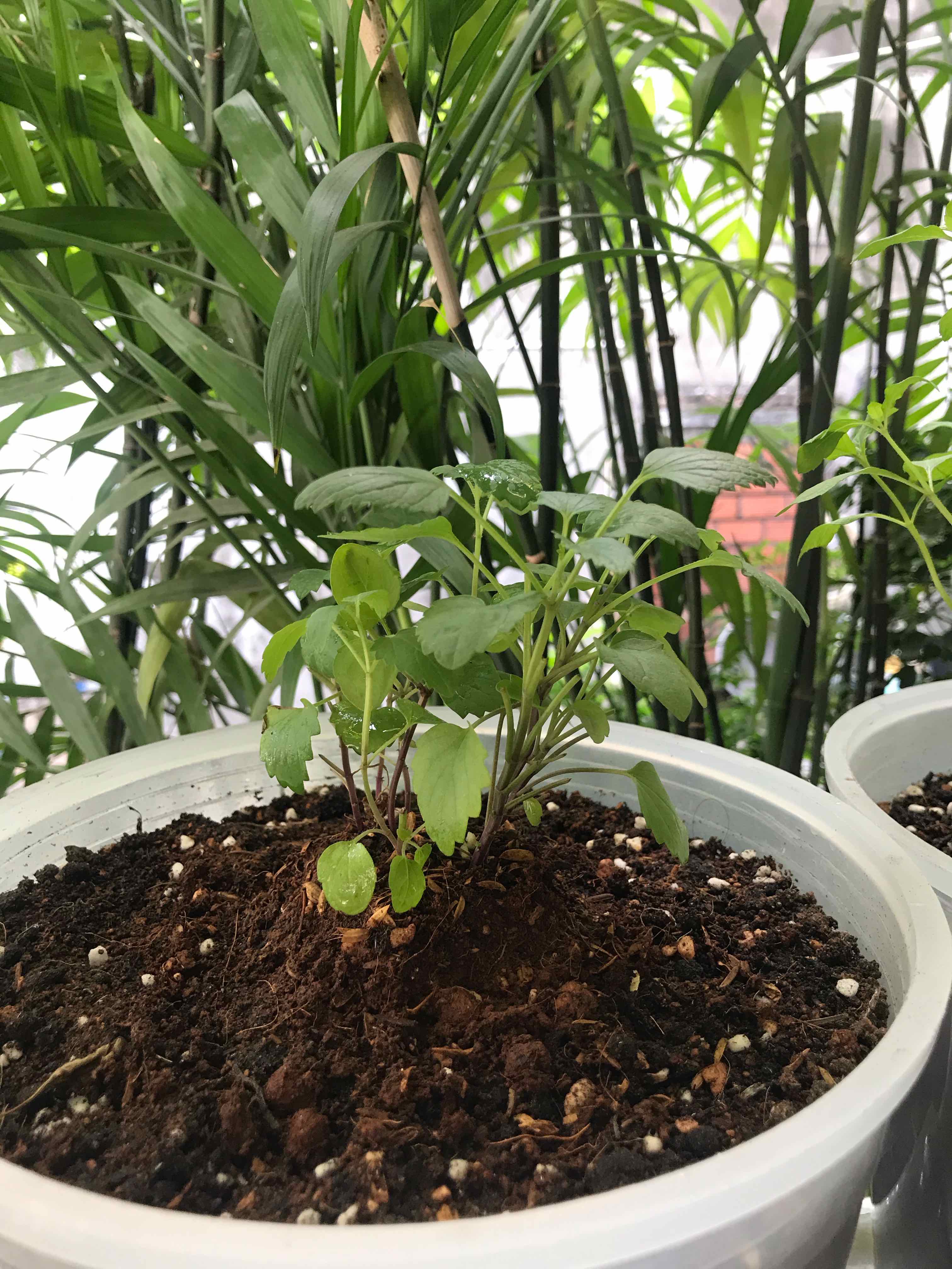 Young Anise-Hyssop plant in a white pot with visible soil, surrounded by other plants.