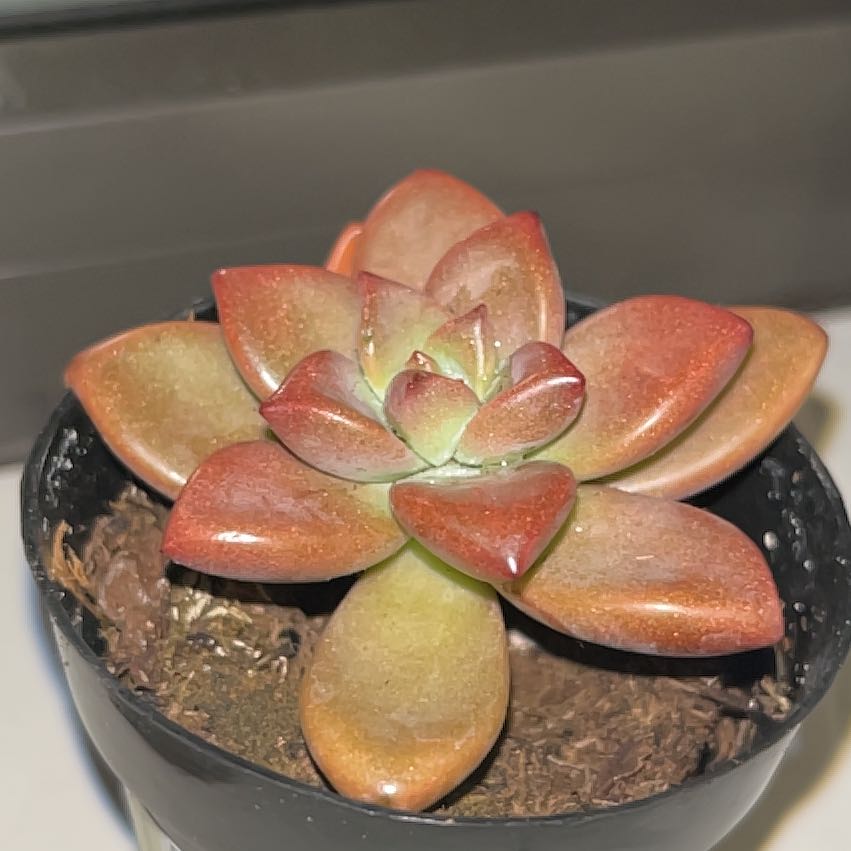Photo of the plant species Graptosedum 'Alpenglow x Vera Higgins' by @BeauteousCashew named Roseta on Greg, the plant care app