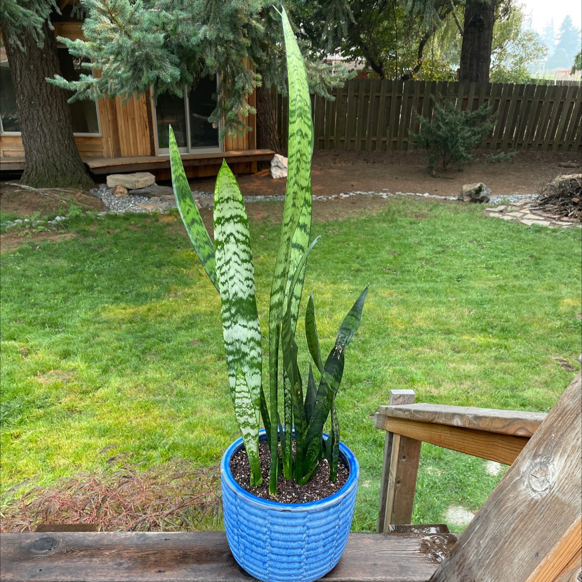 Photo of the plant species Black Coral Snake Plant by @emiepperly named Pokey on Greg, the plant care app