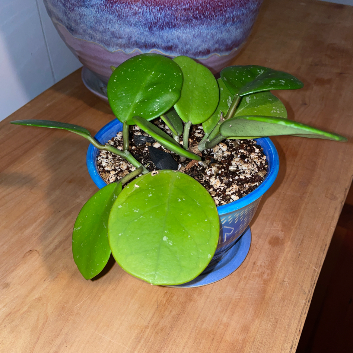 Hoya australis 'Bordvare' plant in a blue pot with healthy green leaves.