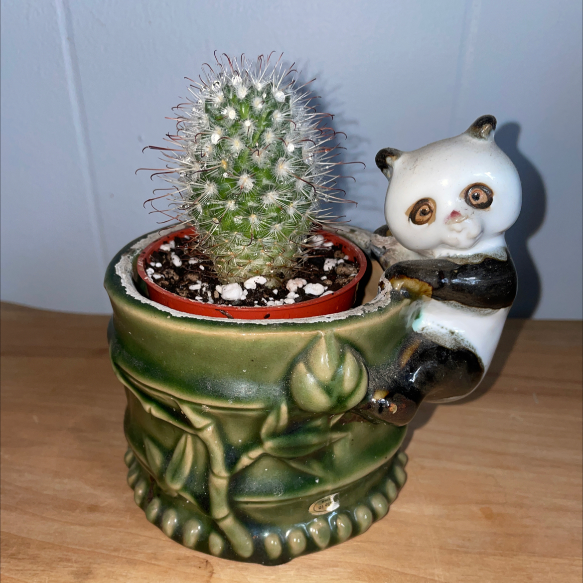 Photo of the plant species Twin Spined Cactus by @emiepperly named Brain on Greg, the plant care app