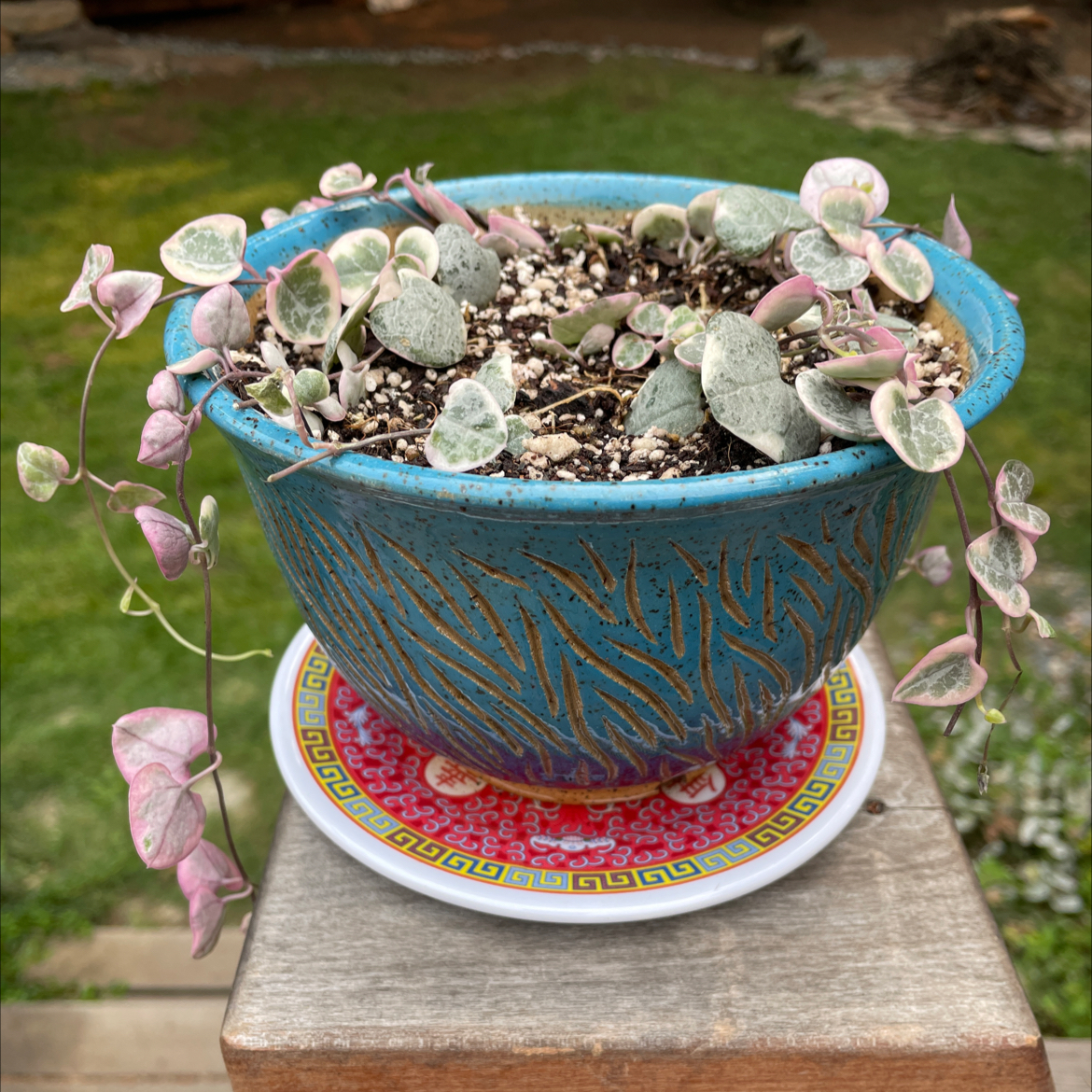Variegated string of hearts plant in a blue pot with visible soil, well-framed and focused.