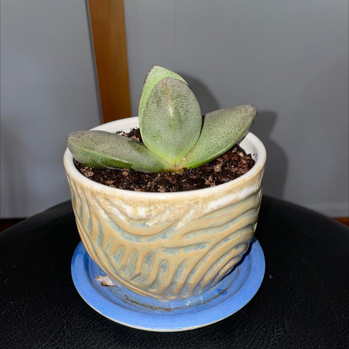 Split Rock plant (Pleiospilos nelii) in a decorative pot with visible soil.