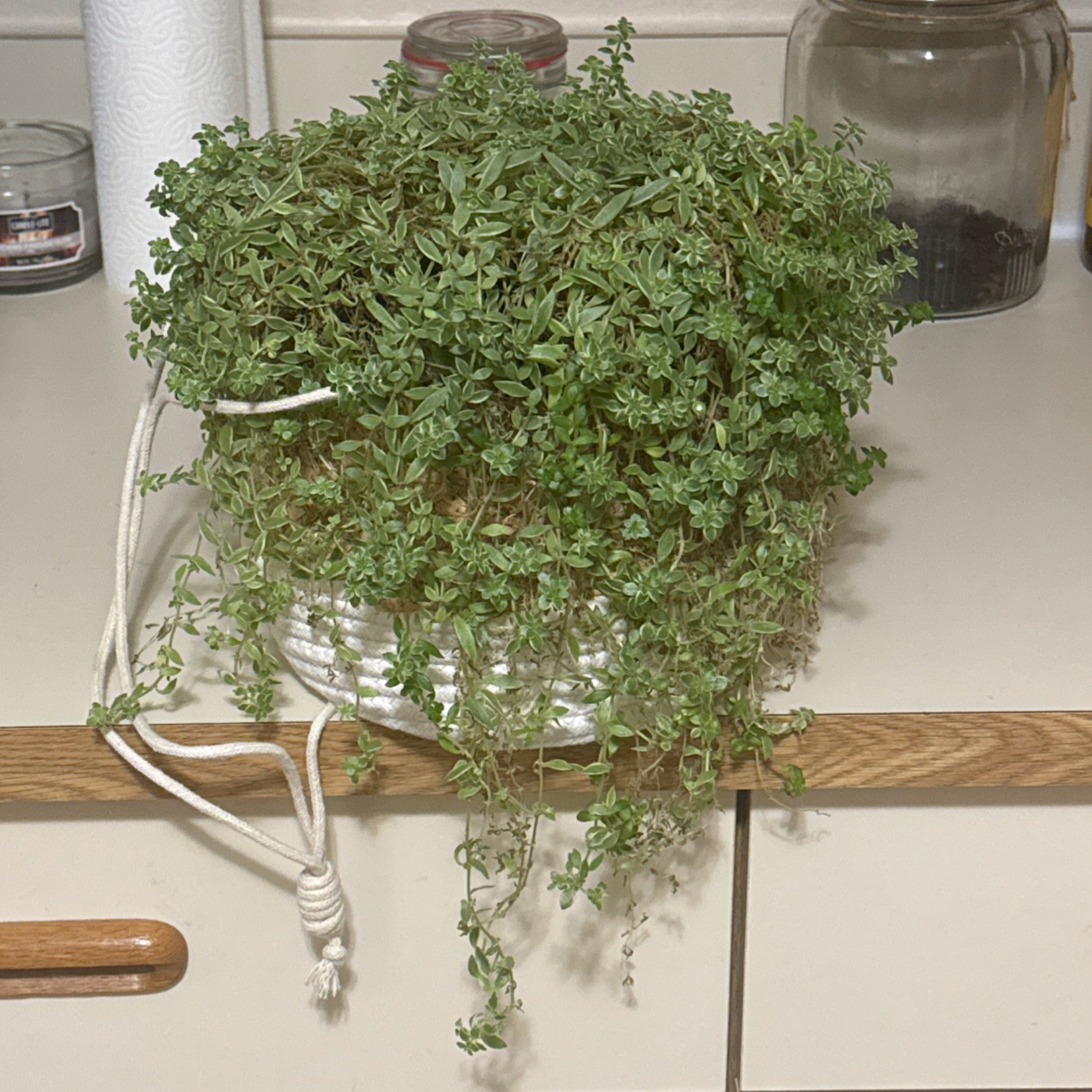 Photo of the plant species Variegated Stone Crop by @StatelyPawpaw81 named Aria on Greg, the plant care app