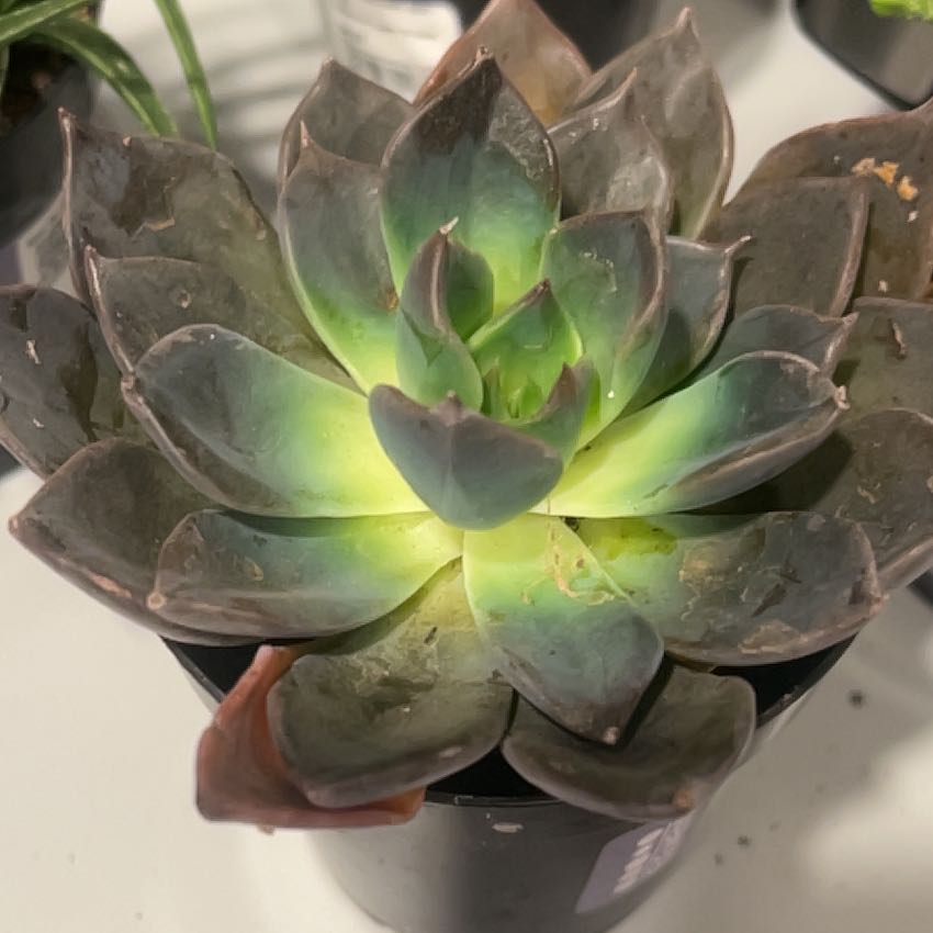 Photo of the plant species Dark Moon by @TrueJuniper12 named LiloStitch on Greg, the plant care app