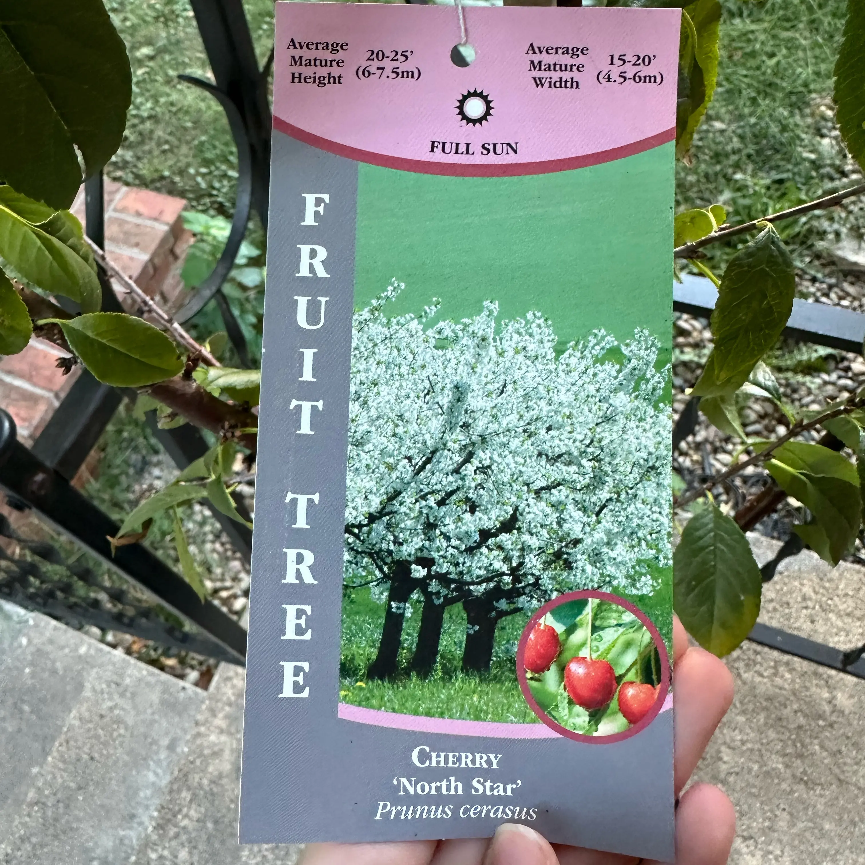 Photo of the plant species North Star Cherry by @Breezebree named Achilles on Greg, the plant care app
