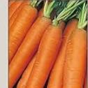 Photo of the plant species Carrot 'Nantes' by @HonoredRhodora named N/A on Greg, the plant care app