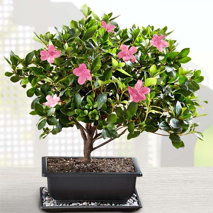 Photo of the plant species Azalea Bonsai by @JocoseRubberfig named LiloStitch on Greg, the plant care app