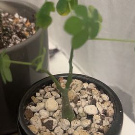 Photo of the plant species Elephant's Foot by @ChicRiberry72 named Denali on Greg, the plant care app