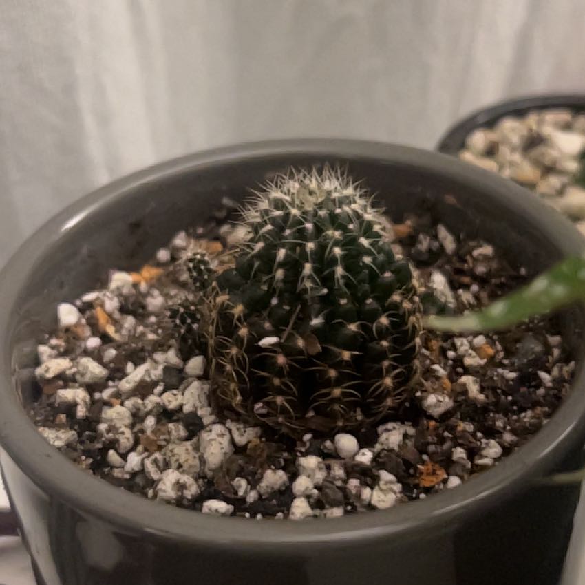 Photo of the plant species Spider Web Cactus by @ChicRiberry72 named Athena on Greg, the plant care app