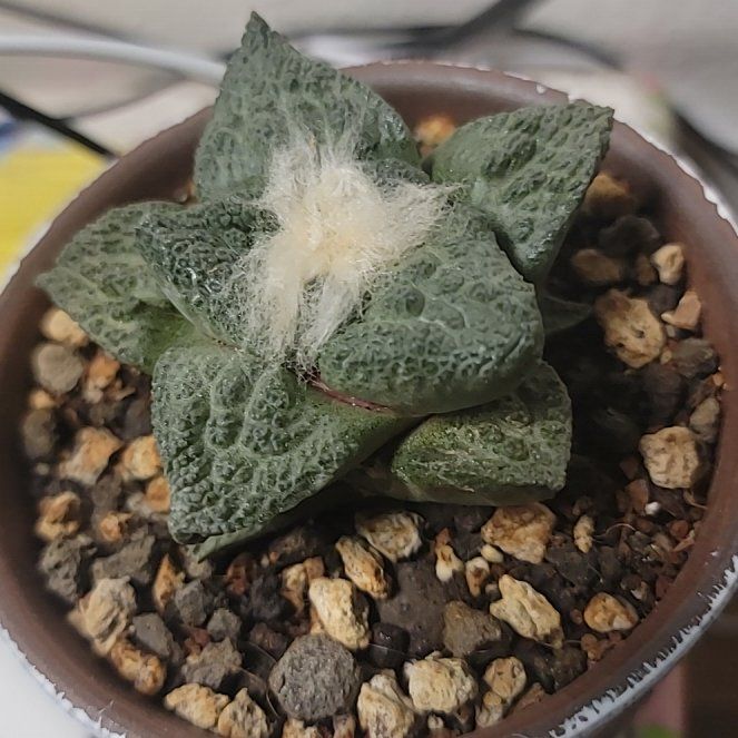 Photo of the plant species Godzilla Ariocarpus by @SwellGreenalder named Bodhi on Greg, the plant care app