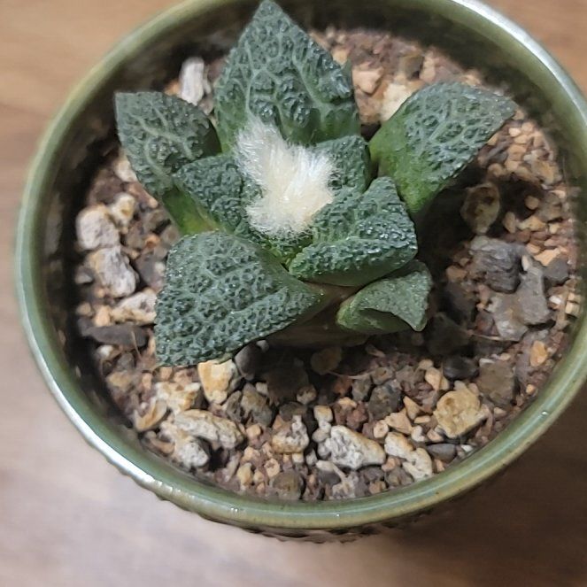 Photo of the plant species Godzilla Ariocarpus by @SwellGreenalder named Rosa on Greg, the plant care app