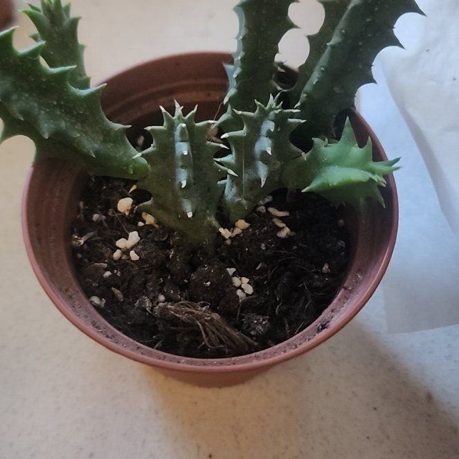 Photo of the plant species Variegated Lifesaver Plant by @FineFoxtailpine named Zion on Greg, the plant care app
