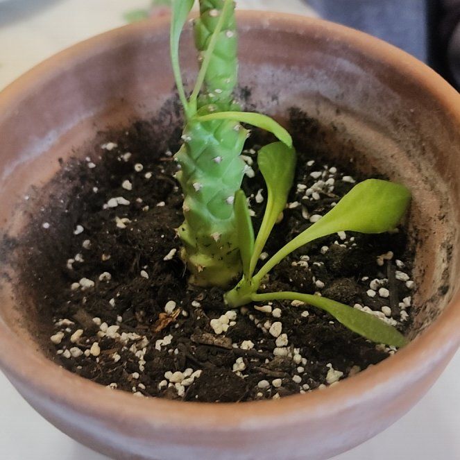 Photo of the plant species Dorstenia foetida ssp. lancifolia by @FineFoxtailpine named Keanu Leaves on Greg, the plant care app