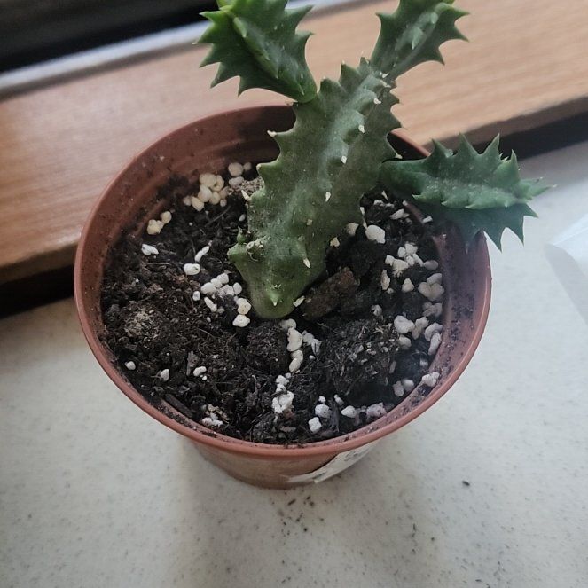 Photo of the plant species Variegated Lifesaver Plant by @FineFoxtailpine named Xena on Greg, the plant care app