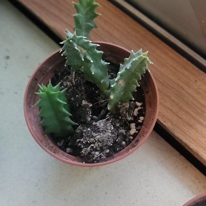 Photo of the plant species Variegated Lifesaver Plant by @FineFoxtailpine named Rihanna on Greg, the plant care app