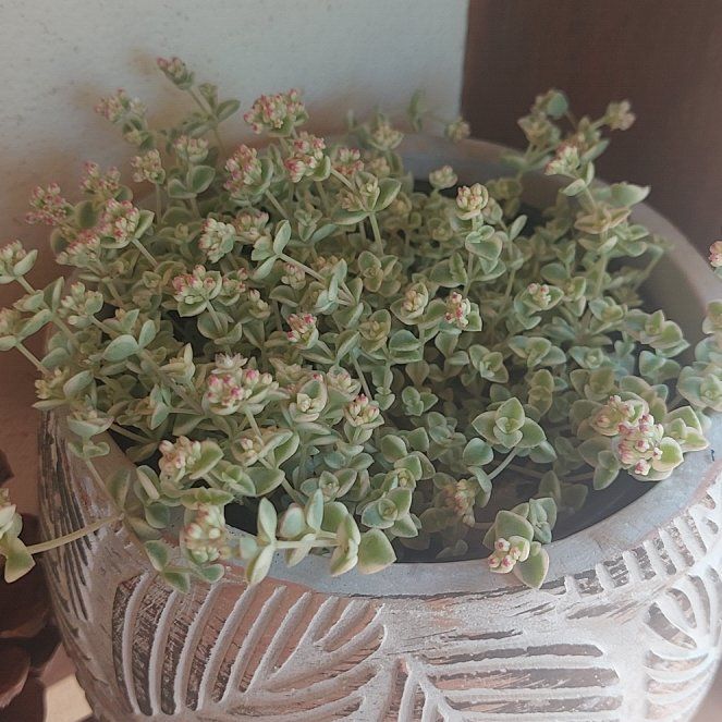 Photo of the plant species mini kitty jade by @FineGraypine80 named Cordy on Greg, the plant care app