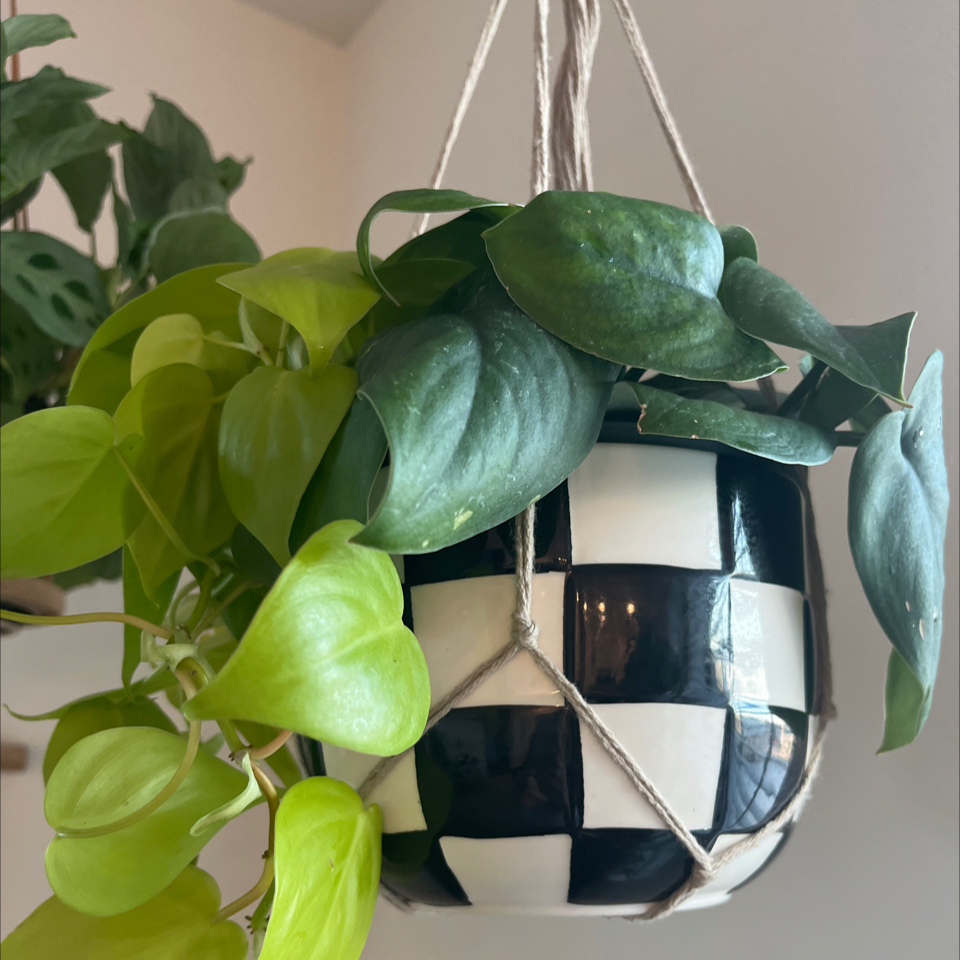Photo of the plant species Jade Satin Pothos by @Amghou named Jade & LL Philo on Greg, the plant care app