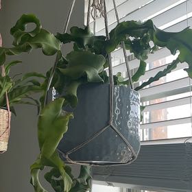 Photo of the plant species Curly Locks Orchid Cactus by @Amghou named Curly Cactus on Greg, the plant care app