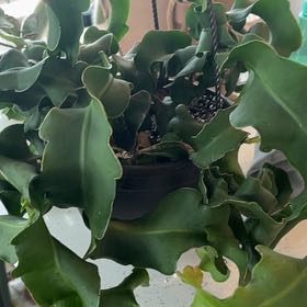 Photo of the plant species Curly Locks Orchid Cactus by @Amghou named Curly Locks on Greg, the plant care app