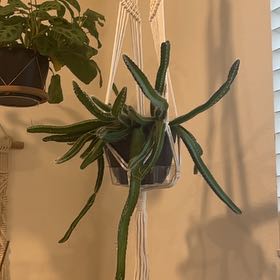 Photo of the plant species Dog Tail Cactus by @Amghou named Dog Tail, Lg on Greg, the plant care app