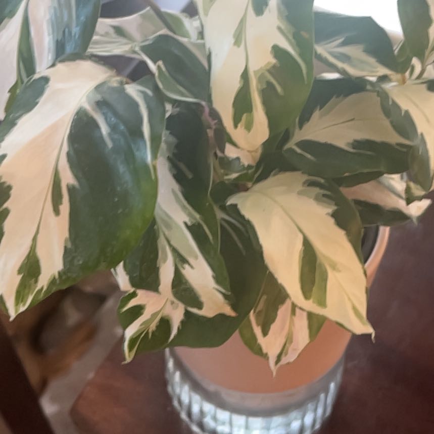 Photo of the plant species Calathea Stella by @Amghou named Stella on Greg, the plant care app
