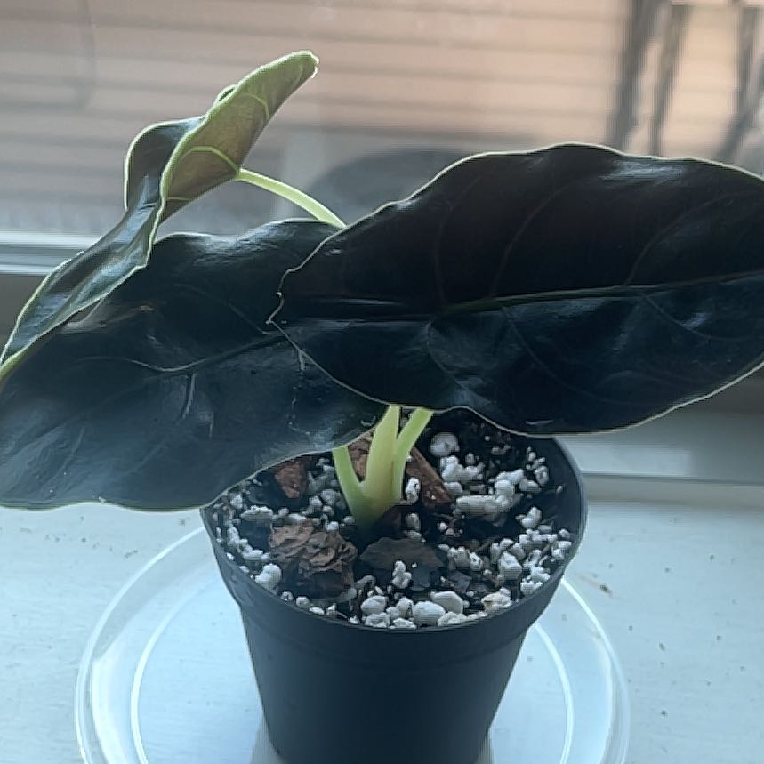 Photo of the plant species Alocasia Azlanii by @Amghou named Azlanii on Greg, the plant care app