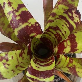 Photo of the plant species Guacamole Bromeliad by @Amghou named Guacamole on Greg, the plant care app