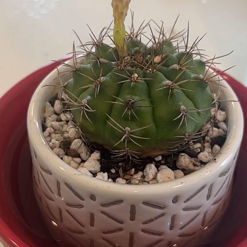 Photo of the plant species Escobaria Missouriensis by @Amghou named Pincushion on Greg, the plant care app