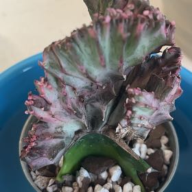 Photo of the plant species christata by @Amghou named Crested Euphorbia on Greg, the plant care app