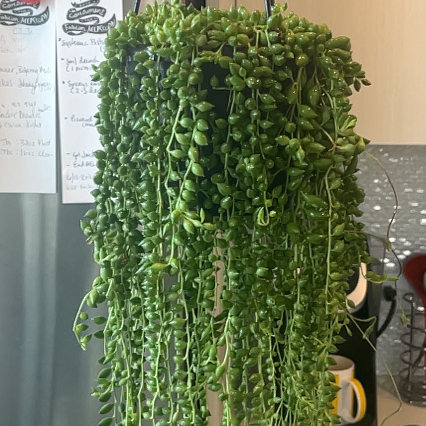 Photo of the plant species String of Raindrops by @Amghou named SOR on Greg, the plant care app