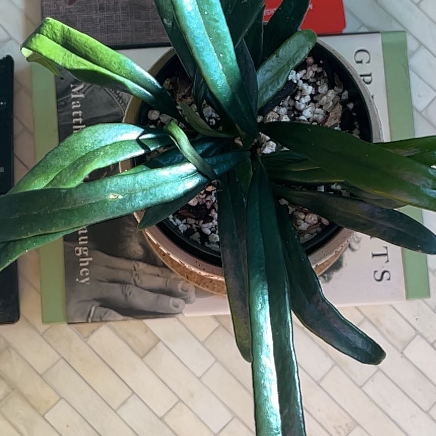 Photo of the plant species Blue Oil Fern by @Amghou named Blue Oil Fern on Greg, the plant care app
