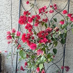 Bougainvillea