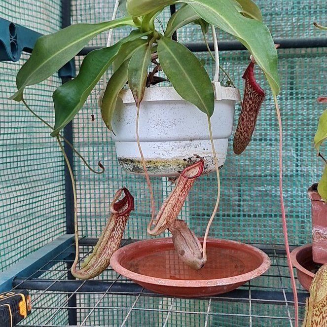 Photo of the plant species Nepenthes maxima x northiana by @FoxyDoubleclaw named Dolores on Greg, the plant care app
